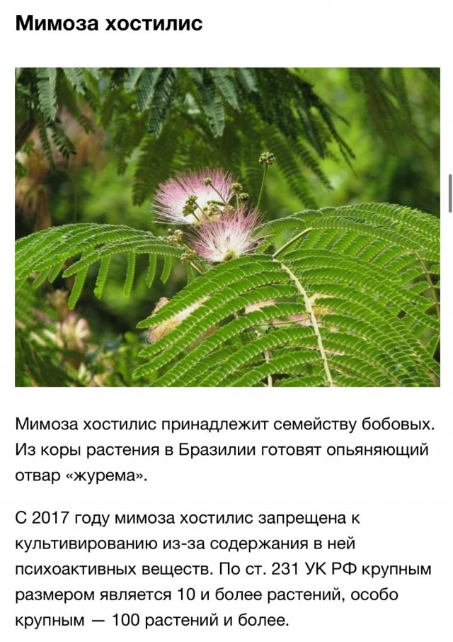 Какие цветы в запрете. Запрещенные растения. Растения которые запрещены. Запрещённые растения в России. Запрещенные растения выращивать.
